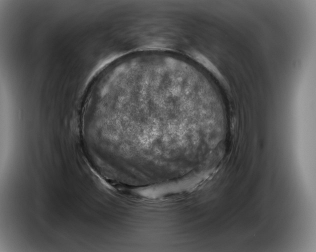 X0000085261356200703301823