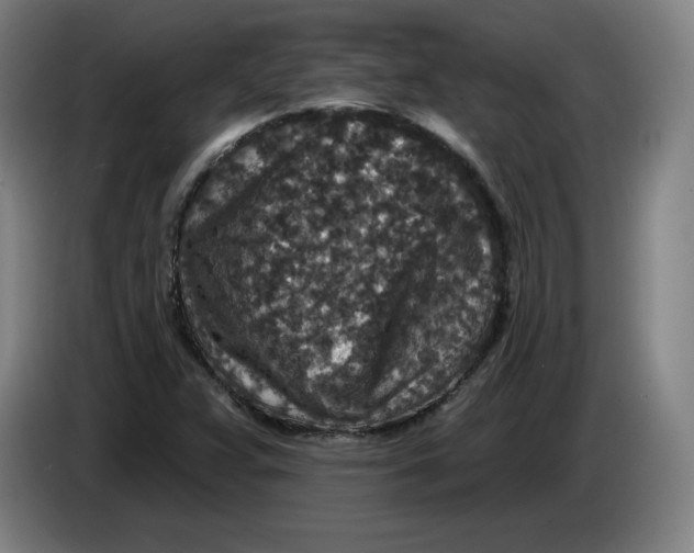 X0000085261359200703301823