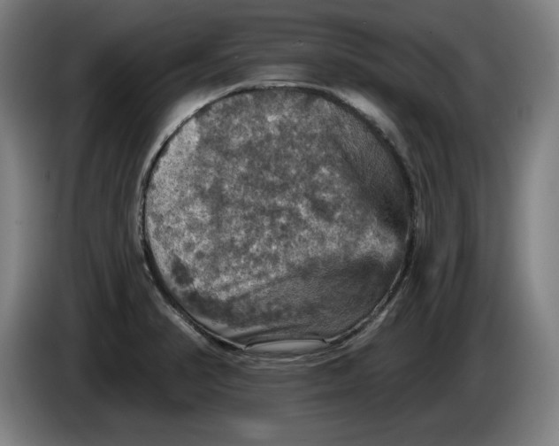 X0000085261374200703301823