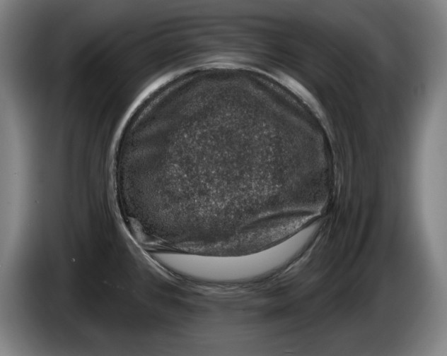 X0000085261384200703301823