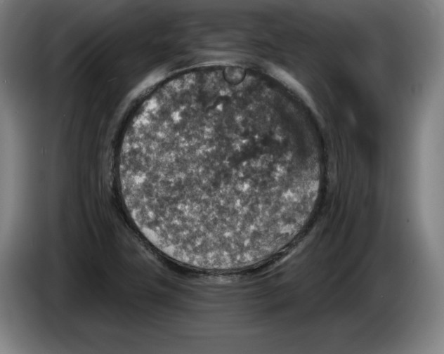 X0000085261411200703301823