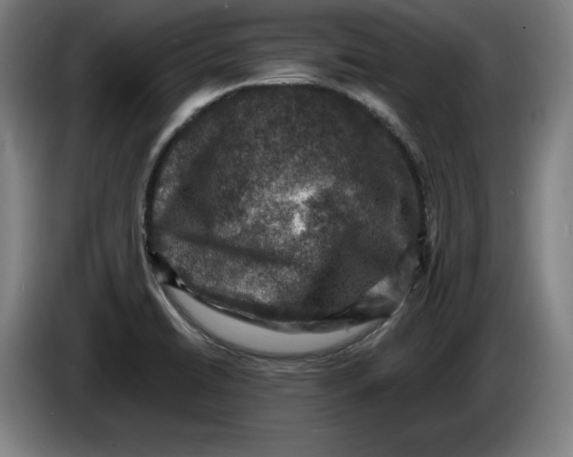 X0000085261422200703301823