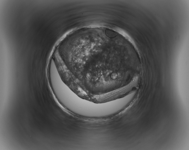 X0000085261429200703301823