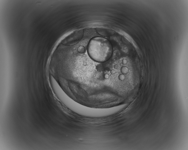 X0000085261435200703301823