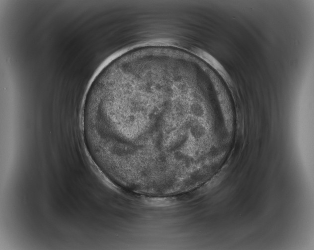 X0000085261436200703301823