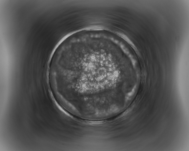 X0000085261484200703301822