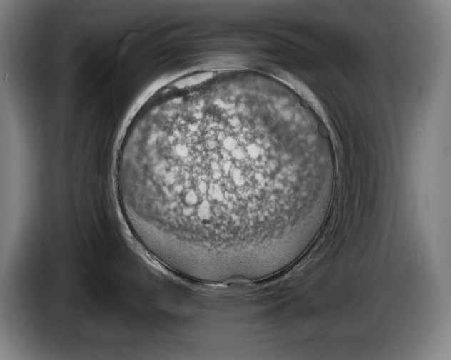 X0000085261488200703301822