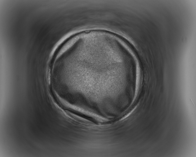 X0000085261510200703301821