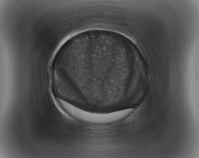 X0000085261515200703301821