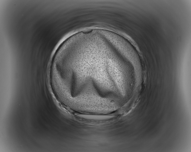 X0000085261530200703301821