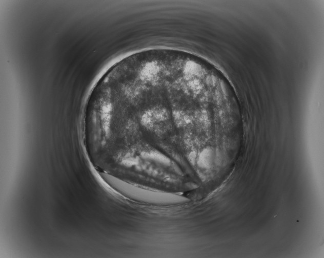 X0000085261531200703301821