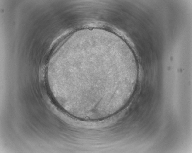 X0000085260010200704092126