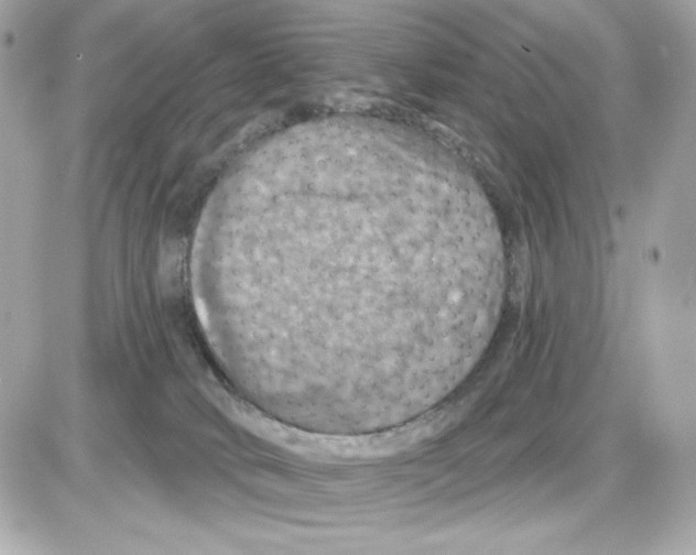 X0000085260034200704092126