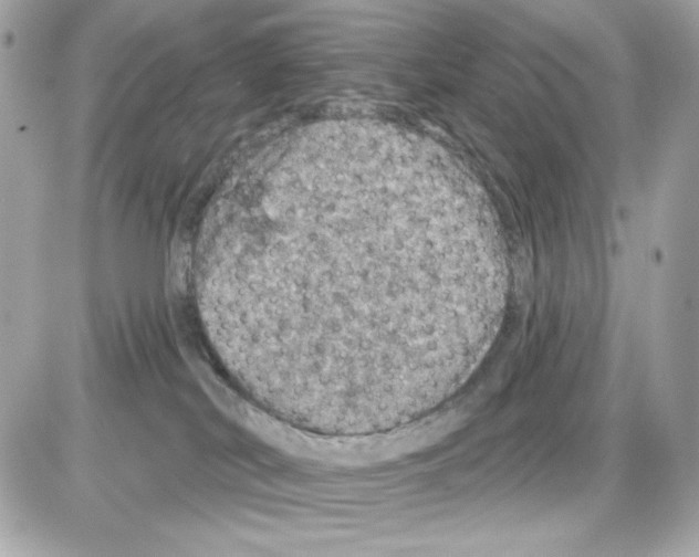 X0000085260038200704092126