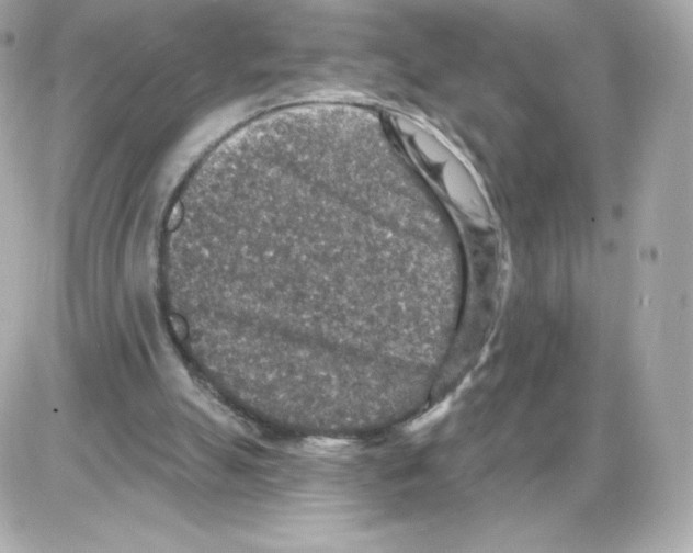 X0000085260055200704092125