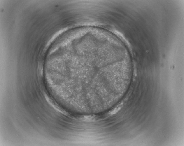 X0000085260060200704092125