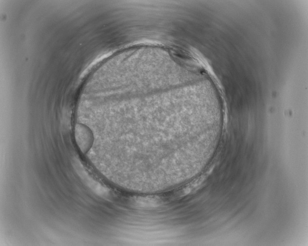 X0000085260106200704092124