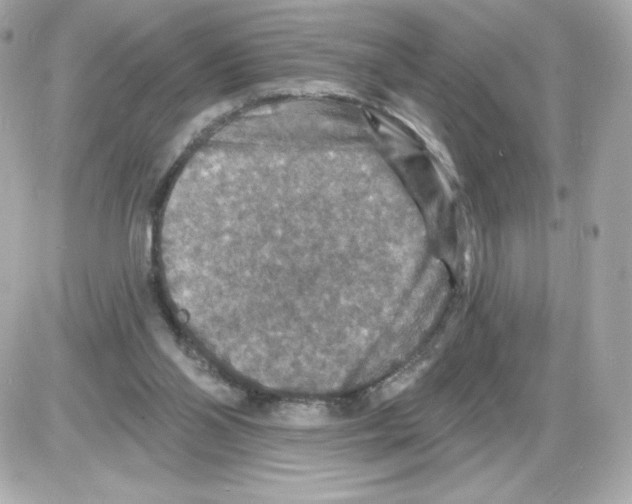 X0000085260110200704092124