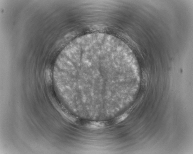 X0000085260130200704092124