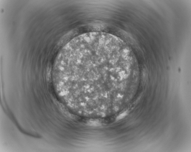 X0000085260177200704092124