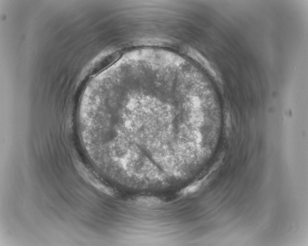 X0000085260203200704092123