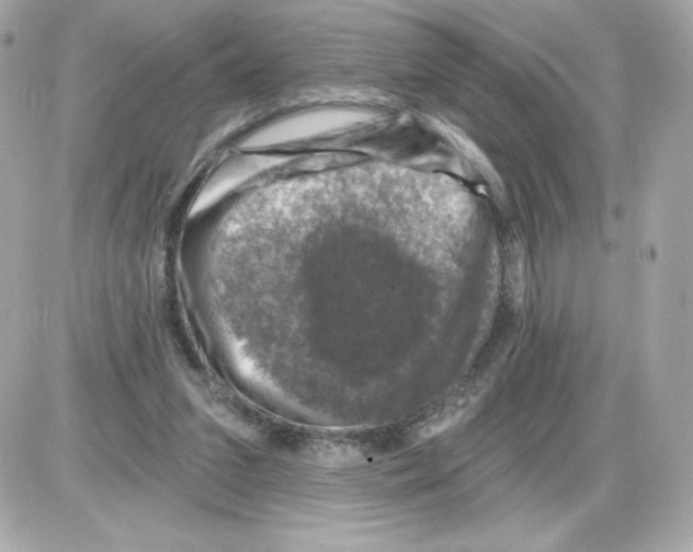 X0000085260207200704092123