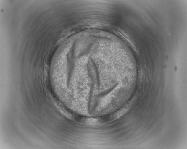 X0000085260265200704092122