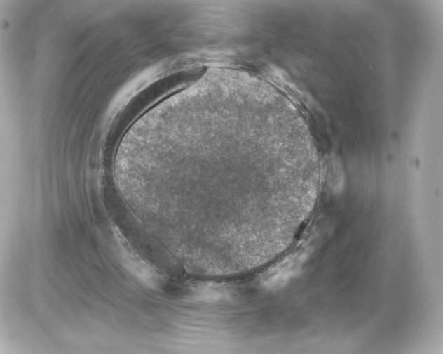 X0000085260293200704092121