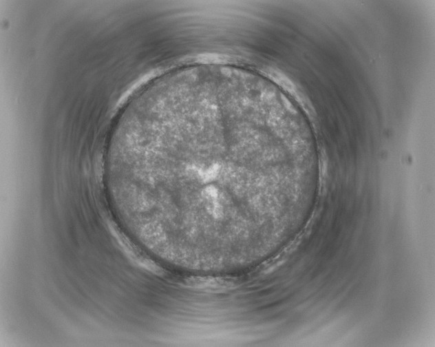 X0000085260297200704092121