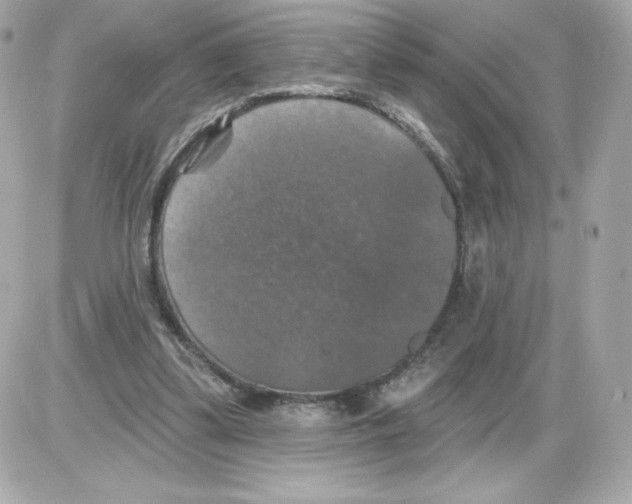 X0000085260299200704092121