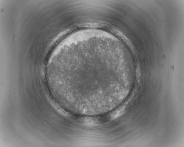 X0000085260305200704092121