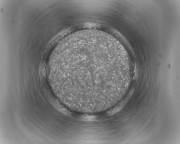 X0000085260313200704092121