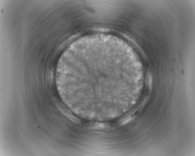 X0000085260330200704092121