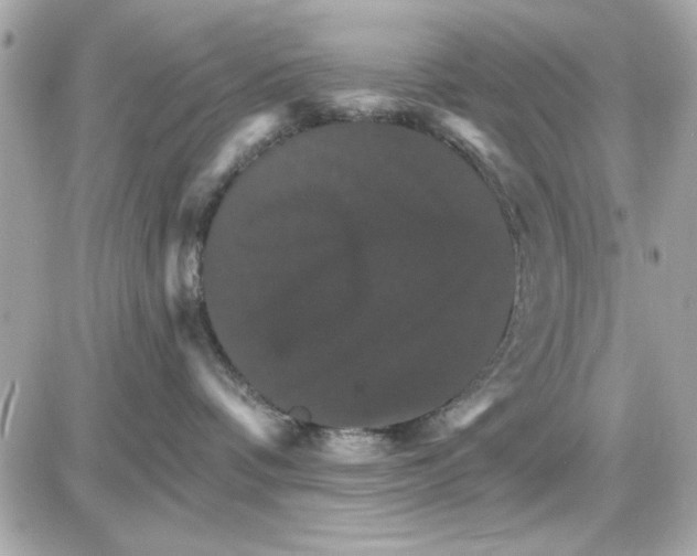 X0000085260336200704092121