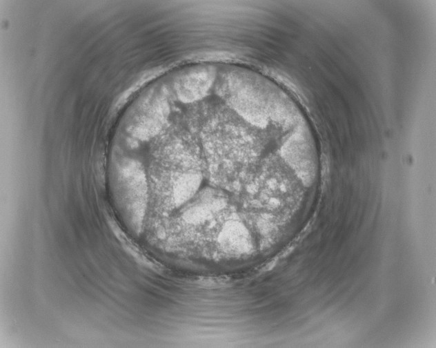 X0000085260345200704092120