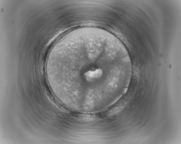 X0000085260347200704092120