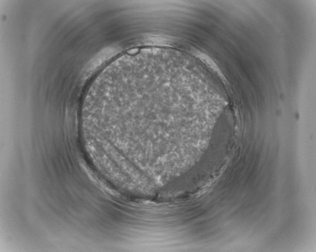 X0000085260349200704092120