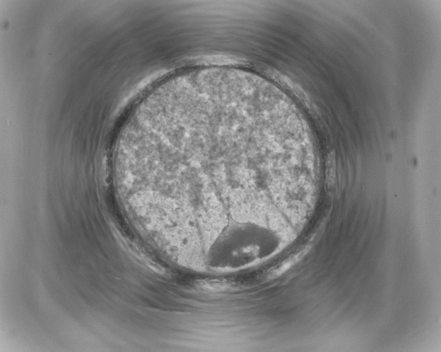 X0000085260351200704092120