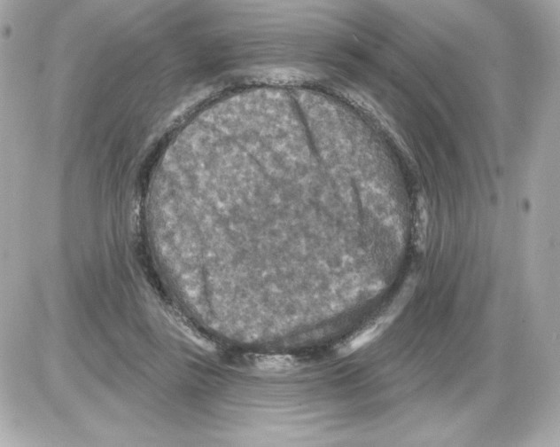 X0000085260355200704092120