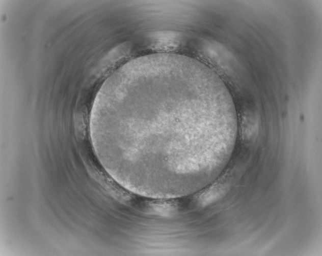 X0000085260370200704092120