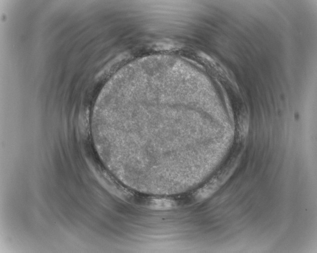 X0000085260376200704092120