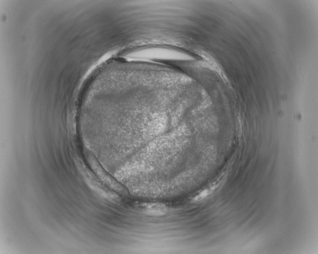 X0000085260395200704092120