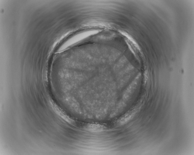 X0000085260399200704092120