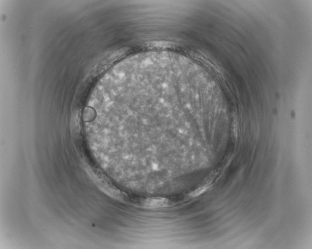 X0000085260410200704092119