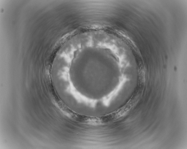 X0000085260415200704092119