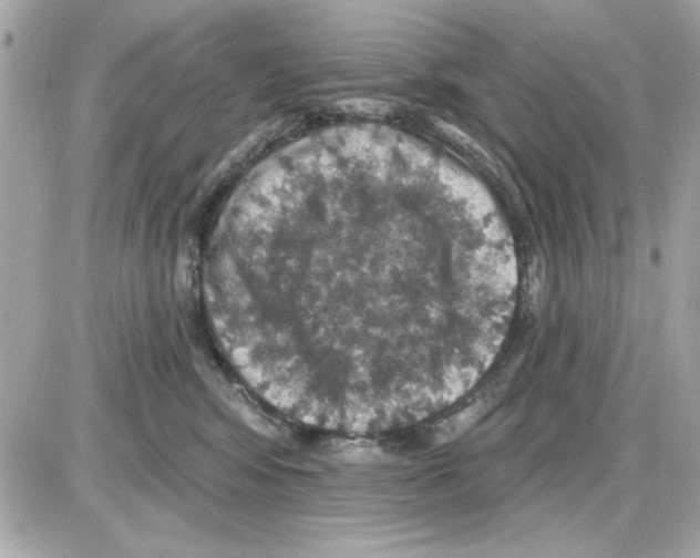 X0000085260424200704092119