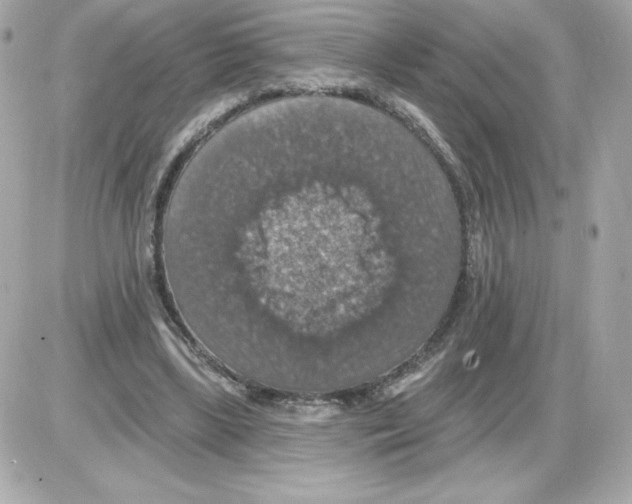 X0000085260443200704092118