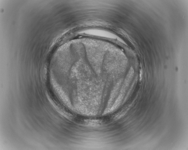 X0000085260448200704092118