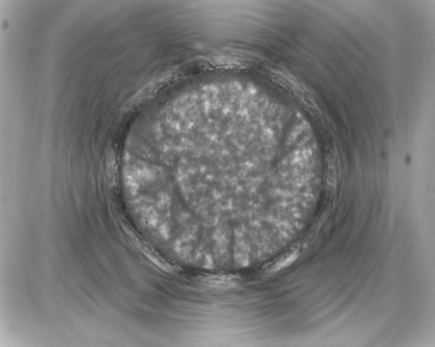 X0000085260465200704092119