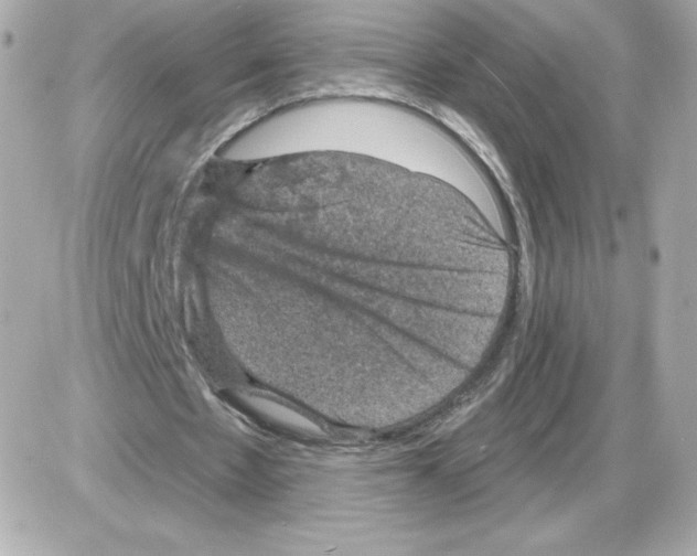 X0000085260481200704092118